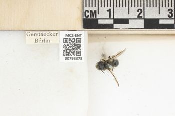 Media type: image;   Entomology 793373 Aspect: Labels